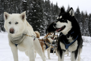 iStock_000005309702_Large Dog Sled Ride